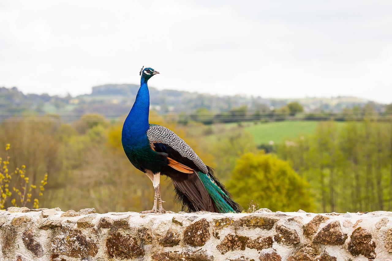 Le Mas Des Roches Proche Puy Du Fou Bed and Breakfast Saint-Paul-en-Pareds Eksteriør billede